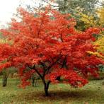 Acer tataricum subsp. ginnala, Ophalen