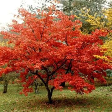 Acer tataricum subsp. ginnala  beschikbaar voor biedingen
