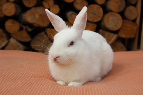Super mooie voedster dwergkonijn, Dieren en Toebehoren, Konijnen, Dwerg, Vrouwelijk, 0 tot 2 jaar