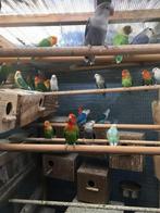 VERSCHILLENDE KLEUREN DWERGPAPEGAAIKES VANAF 50 EURO/KOPPEL, Dieren en Toebehoren, Meerdere dieren, Dwergpapegaai of Agapornis