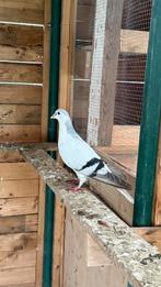 Afghan duiven, Dieren en Toebehoren, Vogels | Duiven