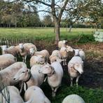 gedekte ooien easy care, Dieren en Toebehoren, Schapen, Geiten en Varkens, Vrouwelijk, Schaap, 0 tot 2 jaar