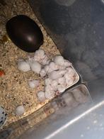 Souris pour reptiles,  à venir chercher à nieuwrode 3221, Dieren en Toebehoren, Reptielen en Amfibieën