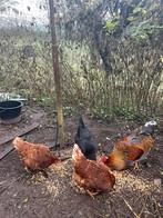 Poules pondeuses, Animaux & Accessoires, Volatiles | Accessoires, Enlèvement ou Envoi