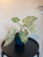 Alocasia Macrorrhiza Splash, Huis en Inrichting, Kamerplanten, Ophalen, Overige soorten, Halfschaduw, In pot