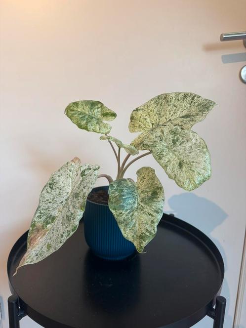 Alocasia Macrorrhiza Splash, Huis en Inrichting, Kamerplanten, Overige soorten, Minder dan 100 cm, Groene kamerplant, Halfschaduw