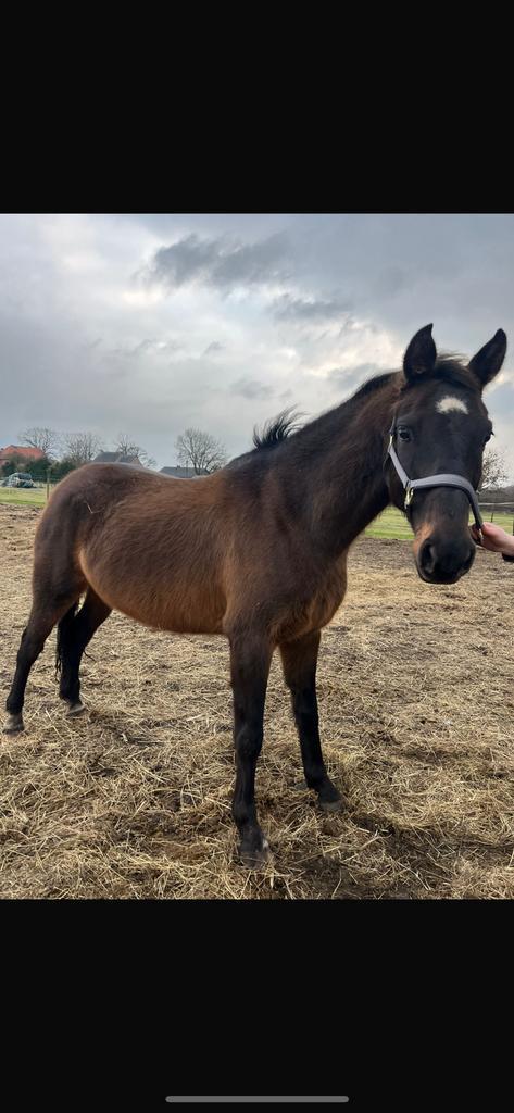 5jarige ruin (solid gold z x french buffet xxx), Dieren en Toebehoren, Paarden, Ruin, Z, Minder dan 160 cm, 3 tot 6 jaar, Springpaard