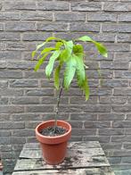 Mango 5j, Ophalen, Minder dan 100 cm, Overige soorten, Volle zon