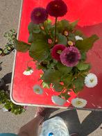 Plantes vivaces très jolies, Tuin en Terras, Planten | Fruitbomen, Ophalen of Verzenden