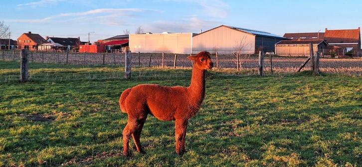 Alpaca dek hengsten, Animaux & Accessoires, Animaux Autre, Mâle, Mai