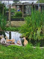 blauwe roodschoudertaling, Animaux & Accessoires, Volatiles, Plusieurs animaux, Canard