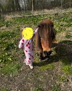 Lieve betrouwbare Shetlander, Dieren en Toebehoren, Pony's, B, A pony (tot 1.17m), 11 jaar of ouder, Recreatiepony