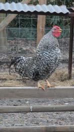 Jonge haan, Dieren en Toebehoren