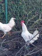 Haan, Mâle, Poule ou poulet