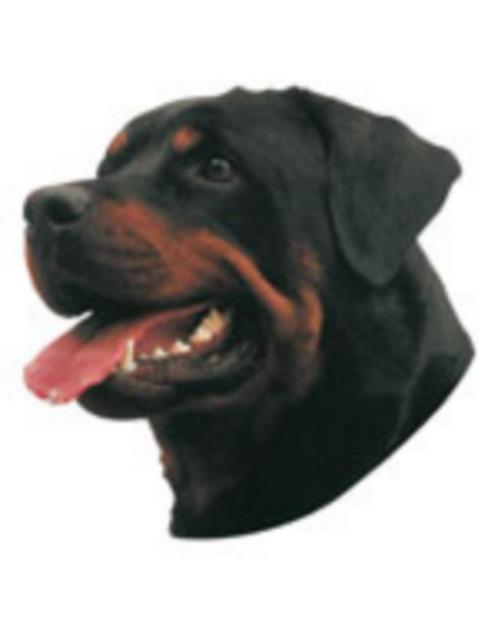 Autocollant chien, Dieren en Toebehoren, Honden-accessoires, Nieuw, Ophalen