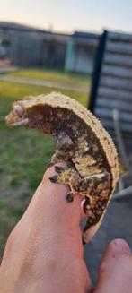 Darkbase extreme harlequin wimpergekko man