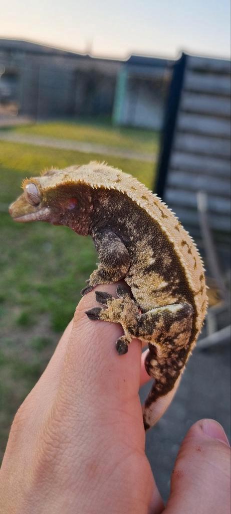 Darkbase extreme harlequin wimpergekko man, Dieren en Toebehoren, Reptielen en Amfibieën