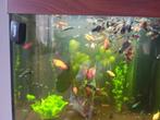 Guppys en zwaarddragers te koop, Dieren en Toebehoren, Vissen | Aquariumvissen, Vis, Zoetwatervis