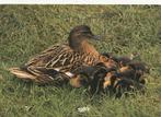 WILDE  EEND  MET  KUIKENS, Enlèvement ou Envoi, 1980 à nos jours, Affranchie, Oiseaux