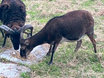 Mouton de soay Agneau 6 mois beschikbaar voor biedingen