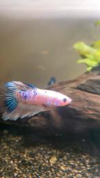 Mannelijke bettavis, Dieren en Toebehoren, Vis, Zoetwatervis