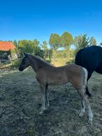 Weideplaatsje aangeboden voor veulen/jaarling, Weidegang, 1 paard of pony