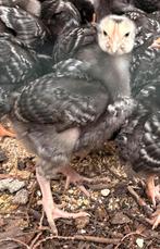 Mechelse koekoek, Dieren en Toebehoren