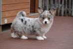 Prachtige Welsh corgi cardigan pups, Dieren en Toebehoren, Honden | Herdershonden en Veedrijvers, België, CDV (hondenziekte), 8 tot 15 weken