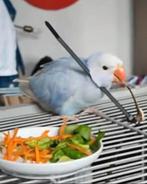 Vermist sinds 18 augustus halsbandparkiet ZIGGY, Dieren en Toebehoren, Vermiste en Gevonden Dieren