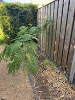 Albizia julibrissin, winterharde slaapboom, Tuin en Terras, Planten | Bomen, Ophalen, 100 tot 250 cm