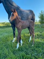 hengstenveulen dont touch tiji hero x last samurai, Dieren en Toebehoren, Paarden, Met stamboom, Springpaard, Niet van toepassing