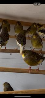 Canari Timprado discontinu, Dieren en Toebehoren