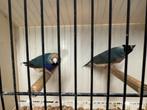 Koppel blauwe goulds te koop 2, Dieren en Toebehoren, Vogels | Overige Vogels, Tropenvogel