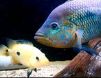 Umbi cichliden, Animaux & Accessoires, Poissons | Poissons d'aquarium, Poisson, Poisson d'eau douce
