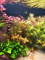 TE KOOP Aquariumplanten, Animaux & Accessoires, Poissons | Poissons d'aquarium
