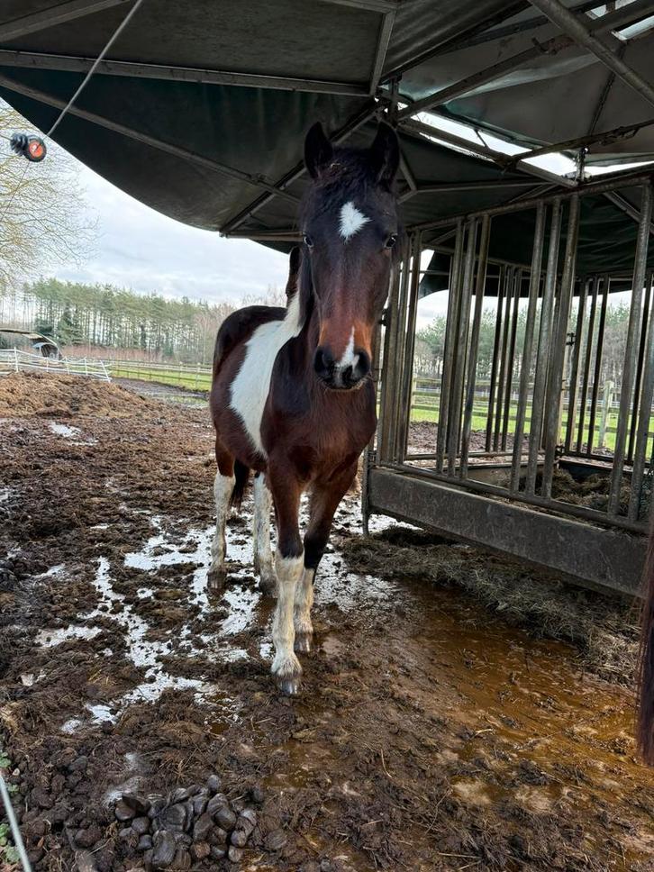 Weide gezocht, Animaux & Accessoires, Chevaux, Étalon, Non dressé, Moins de 160 cm, 0 à 2 ans, Cheval de récréation, Avec puce électronique