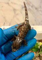 0.0.3 White collar Chahoua, Dieren en Toebehoren, Reptielen en Amfibieën