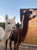 2 mooie alpacas. Eventueel ruilen, Juli, Mannelijk