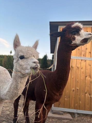 2 mooie alpacas. Eventueel ruilen beschikbaar voor biedingen