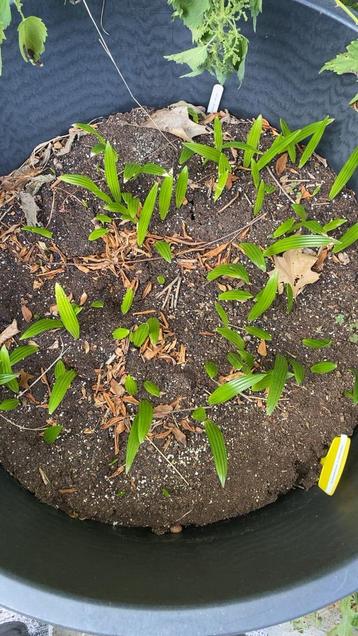 Trachycarpus fortunei X wagnerianus zaailingen beschikbaar voor biedingen