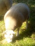 jaarling ram, Dieren en Toebehoren, Mannelijk, Schaap, 0 tot 2 jaar