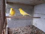 Gele Harz-kanarie, Dieren en Toebehoren, Vogels | Kanaries, Vrouwelijk, Zangkanarie