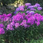 phlox fuchsia, Tuin en Terras, Volle zon, Vaste plant, Zomer, Ophalen