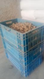 pootgoed Fontane 25-30 kg maat 28-35, Zakelijke goederen, Landbouw | Aardappelen, Groenten, Fruit en Vlees, Ophalen of Verzenden