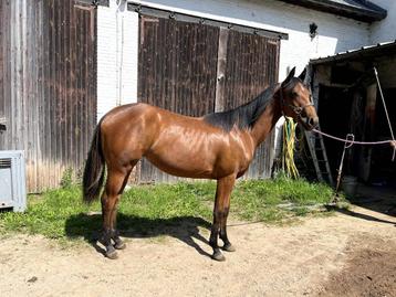 Quarter Horse Jaarling beschikbaar voor biedingen