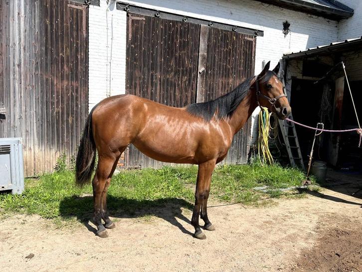 Quarter Horse Jaarling, Dieren en Toebehoren, Paarden, Merrie, 0 tot 2 jaar, Westernpaard