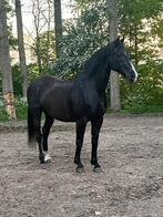 Recreatiepaard, Dieren en Toebehoren, Paarden, Met stamboom, Ruin, L, 11 jaar of ouder