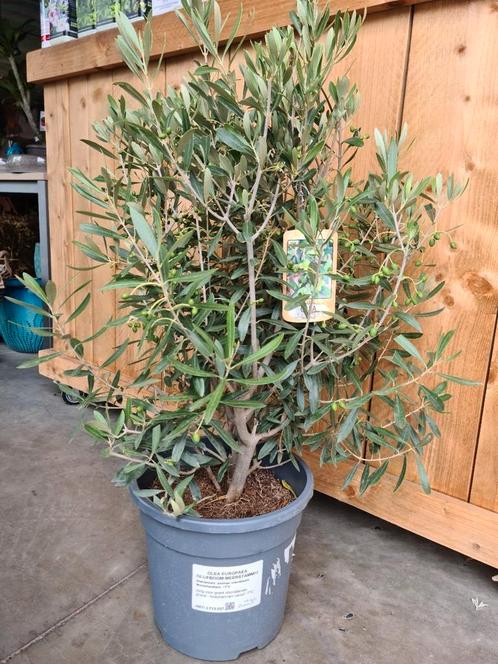 Olijfboom struik - Olea Europaea struik, Tuin en Terras, Planten | Bomen, Olijfboom, Ophalen