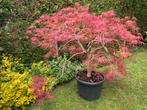 Superbe érable à vendre, Tuin en Terras, Planten | Bomen, In pot, Overige soorten, 100 tot 250 cm