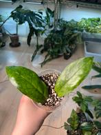 Hoya Finlaysonii Lalia, Huis en Inrichting, Ophalen of Verzenden